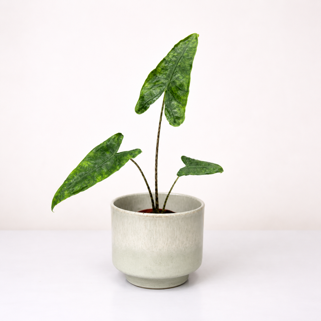 Alocasia zebrina Reticulata Foliage Dreams