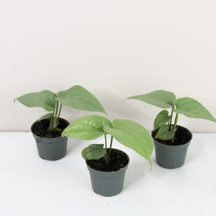 Amydrium Medium Silver - Babypflanze Foliage Dreams
