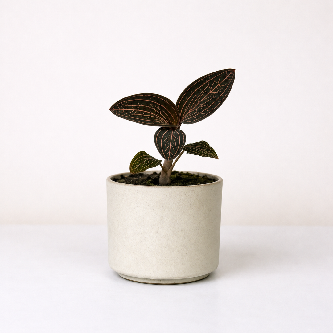 Anaectochilus Chapanensis (Juwelorchidee) Foliage Dreams