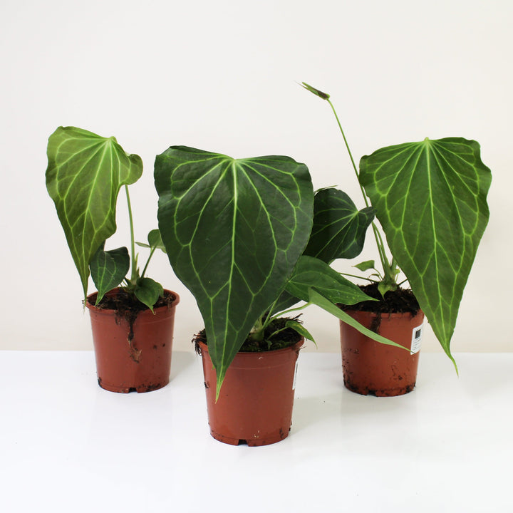 Anthurium Anthurium Delta Force L Foliage Dreams