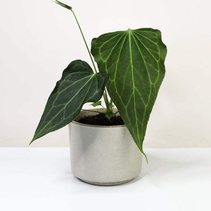 Anthurium Anthurium Delta Force M Foliage Dreams