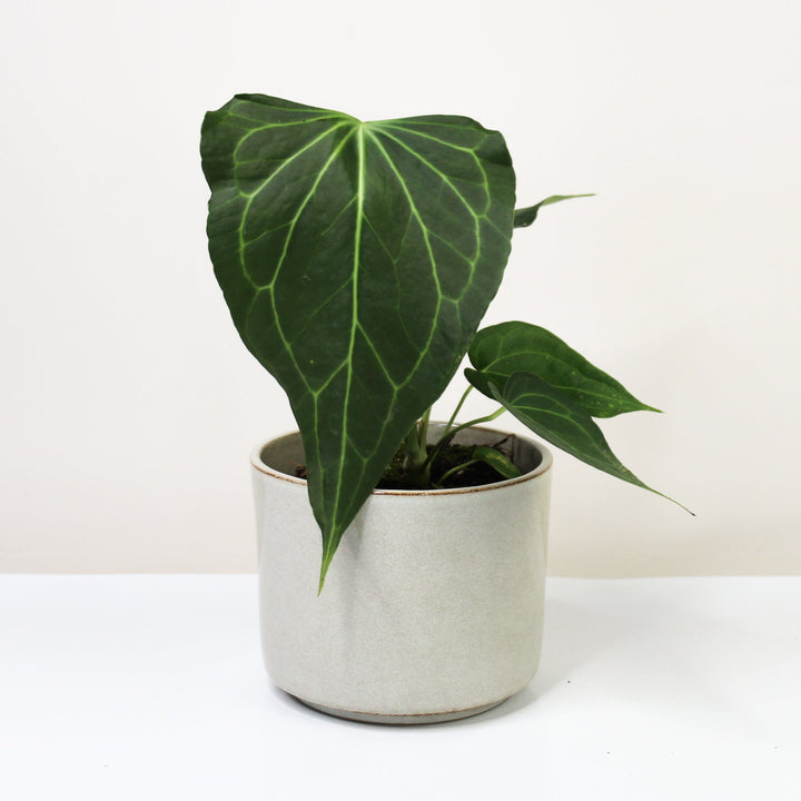 Anthurium Anthurium Delta Force M Foliage Dreams