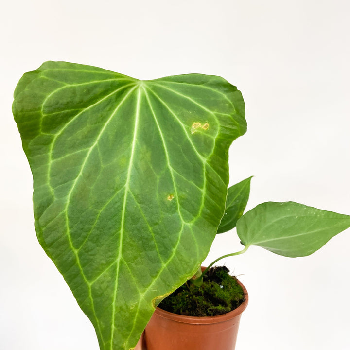 Anthurium Anthurium Delta Force M Foliage Dreams