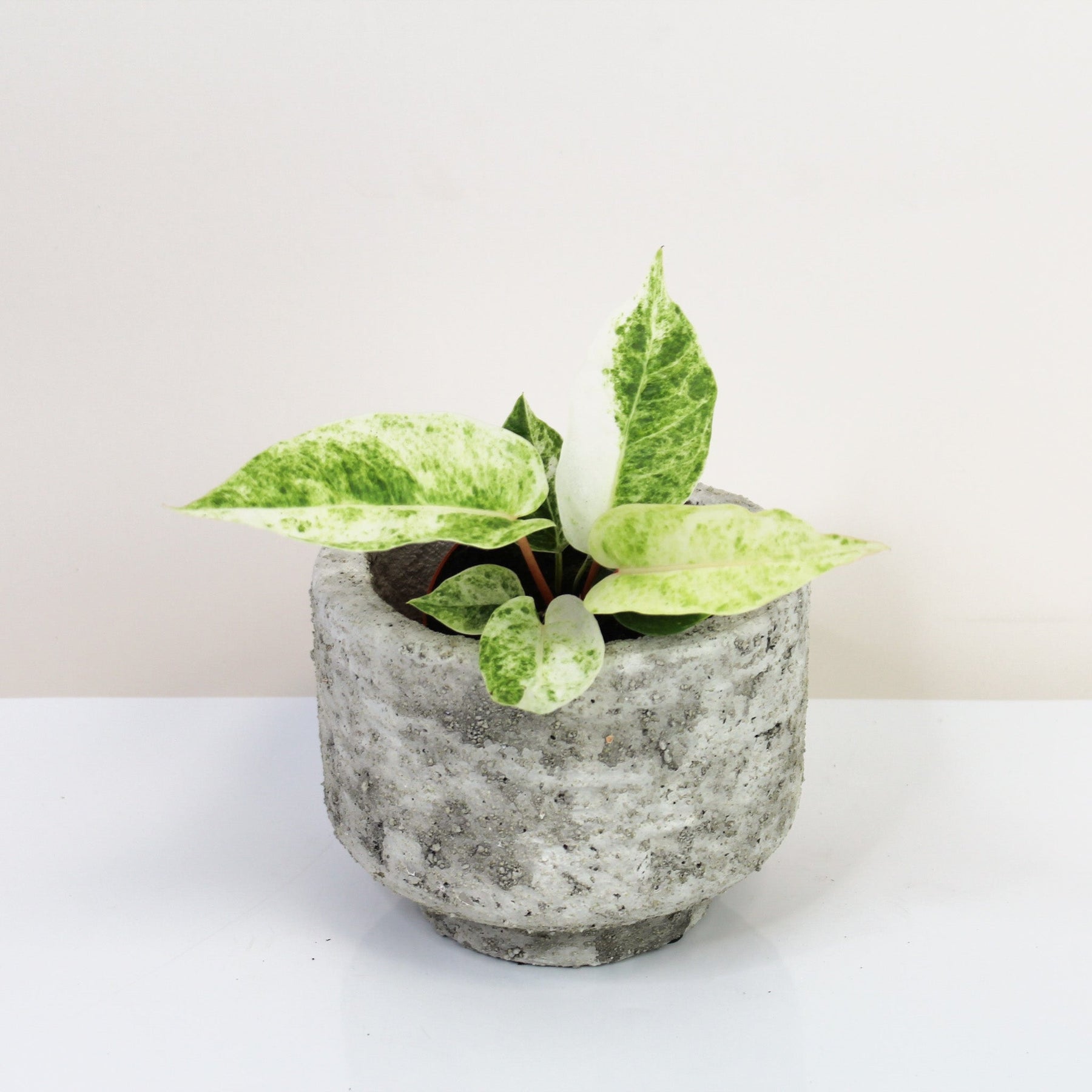 anthurium bonplandii variegated Anthurium Bonplandii Variagata – Foliage Dreams