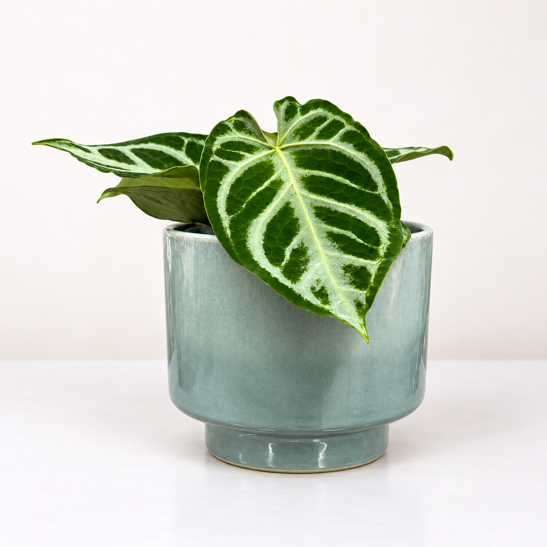 Anthurium Brielle ® M Foliage Dreams