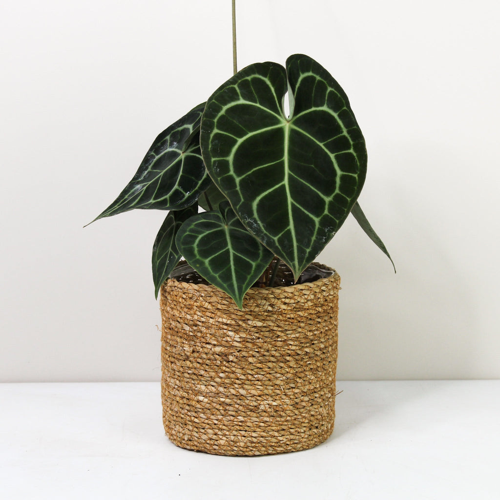 Anthurium Clarinervium (Herzblattblume) – Foliage Dreams