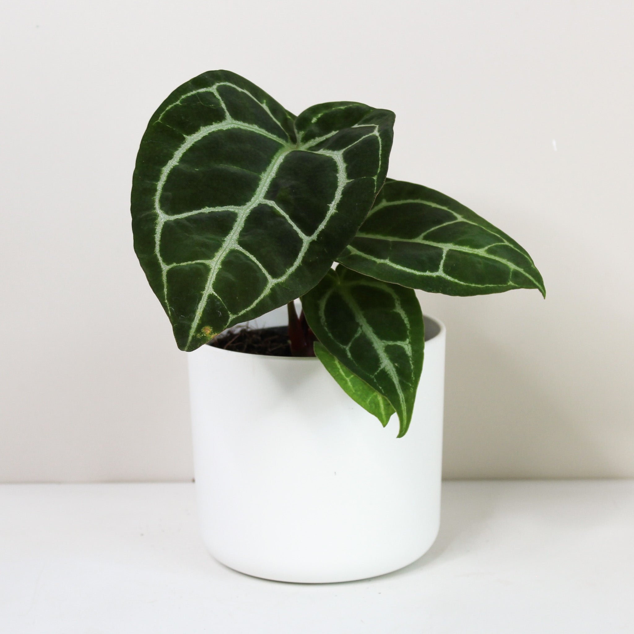 Anthurium crystallinum – Foliage Dreams