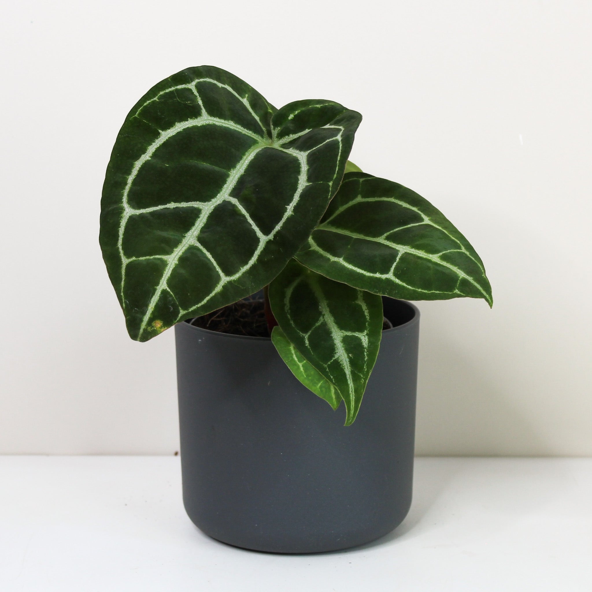 Anthurium crystallinum – Foliage Dreams