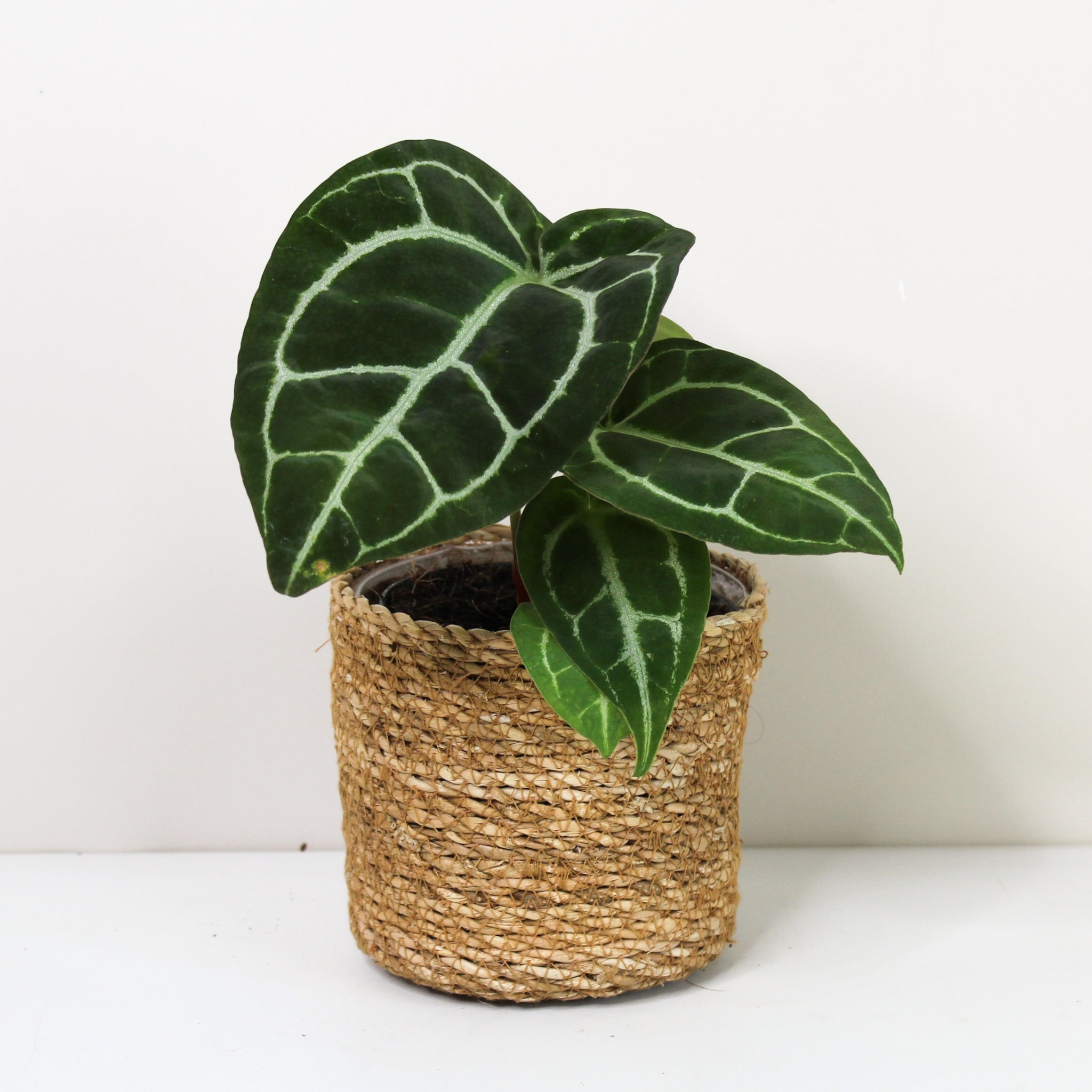 Anthurium crystallinum – Foliage Dreams
