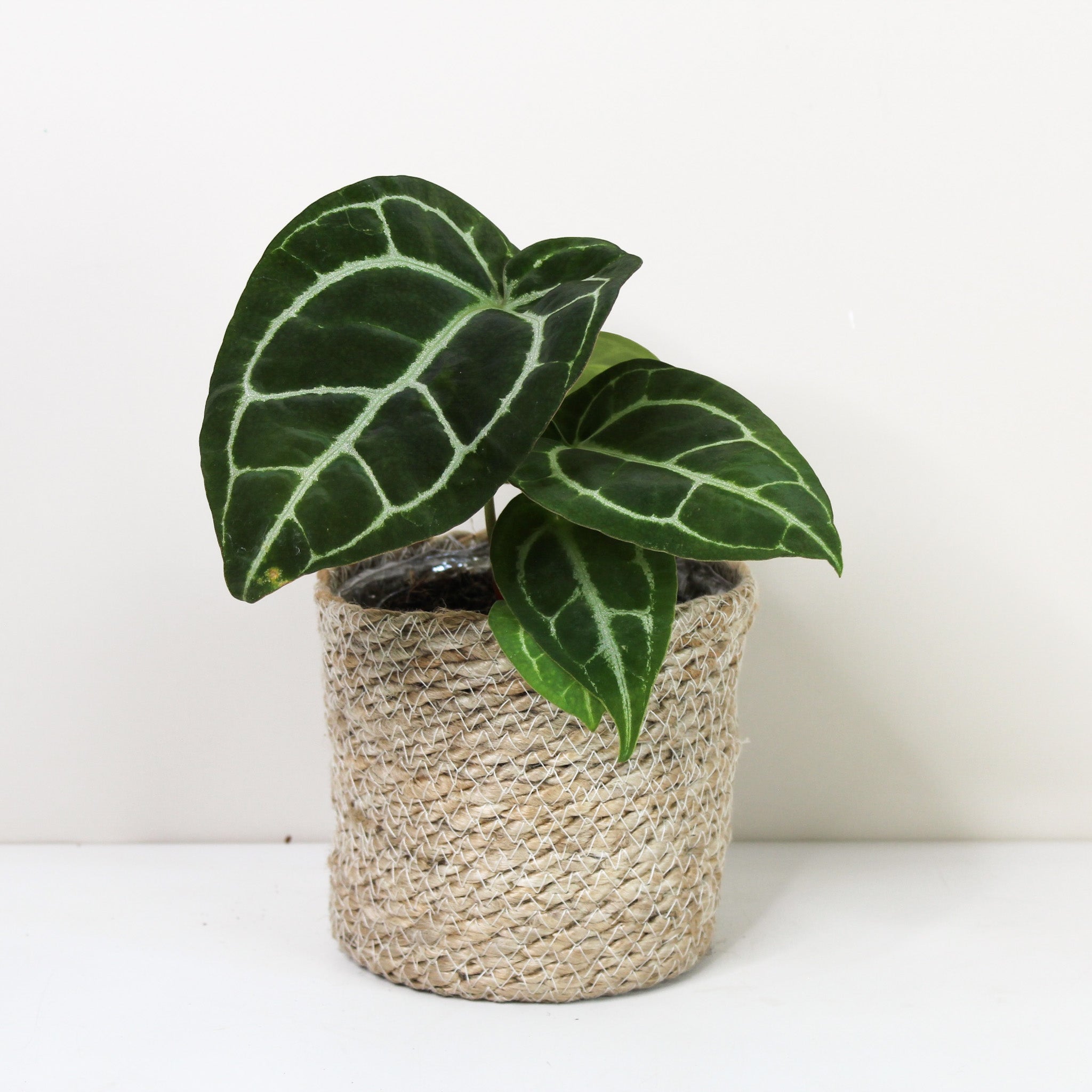 Anthurium crystallinum – Foliage Dreams