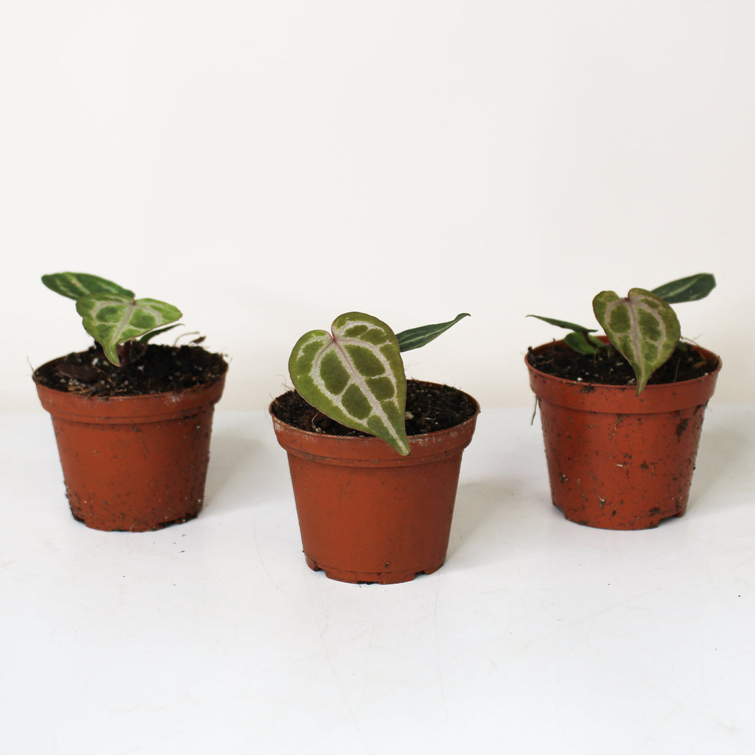 Anthurium Crystallinum Red S Foliage Dreams