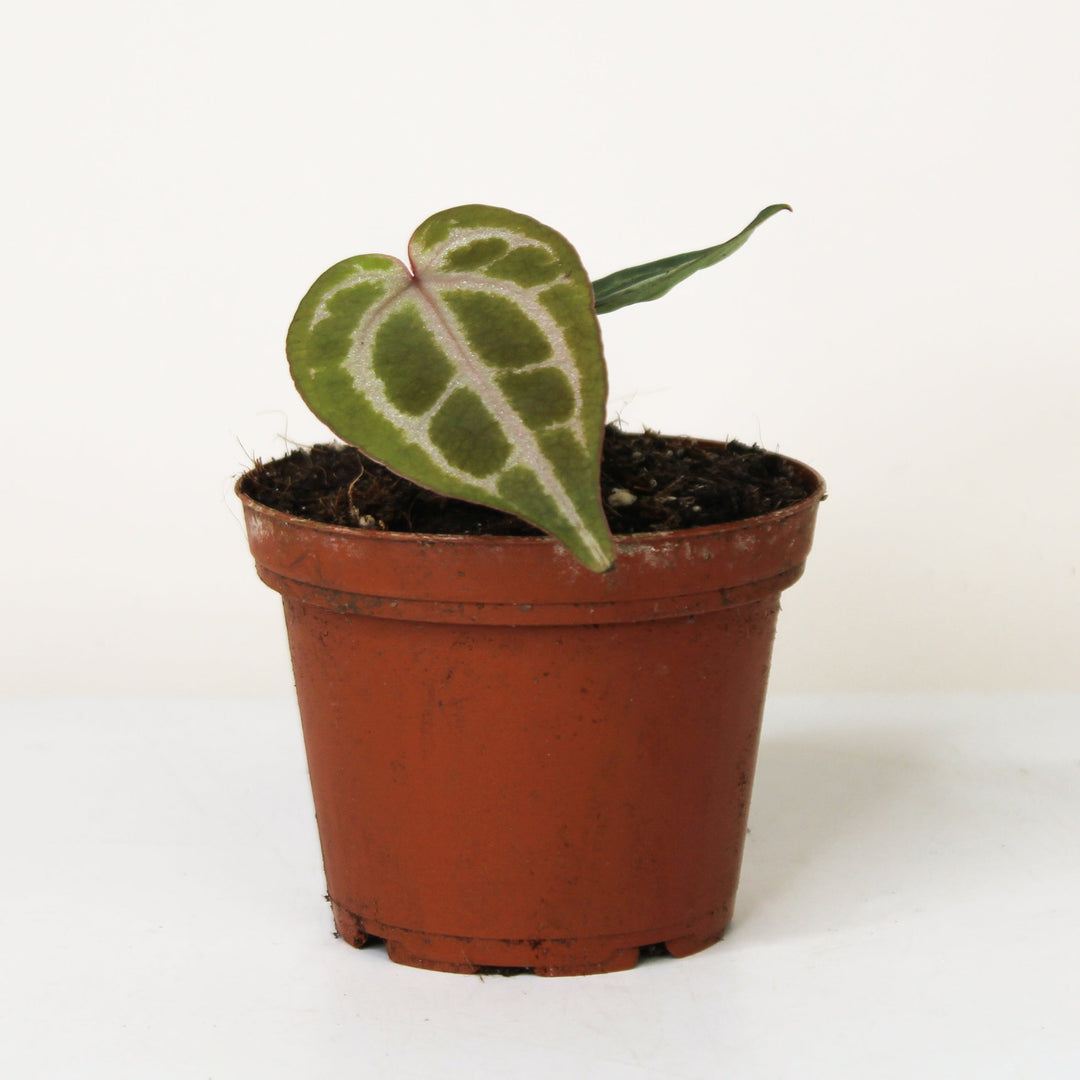 Anthurium Crystallinum Red S Foliage Dreams