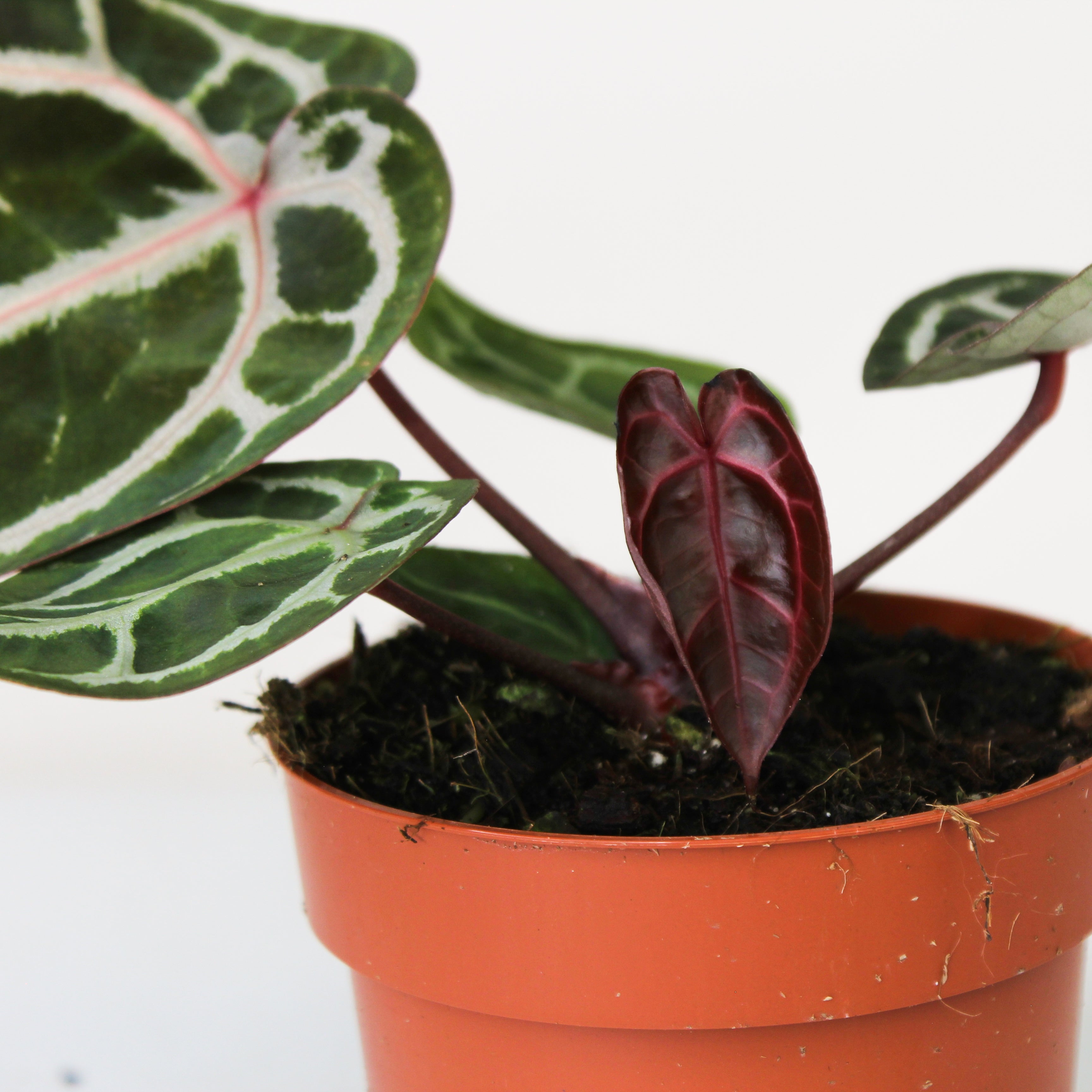 Anthurium Crystallinum Red x – Foliage Dreams
