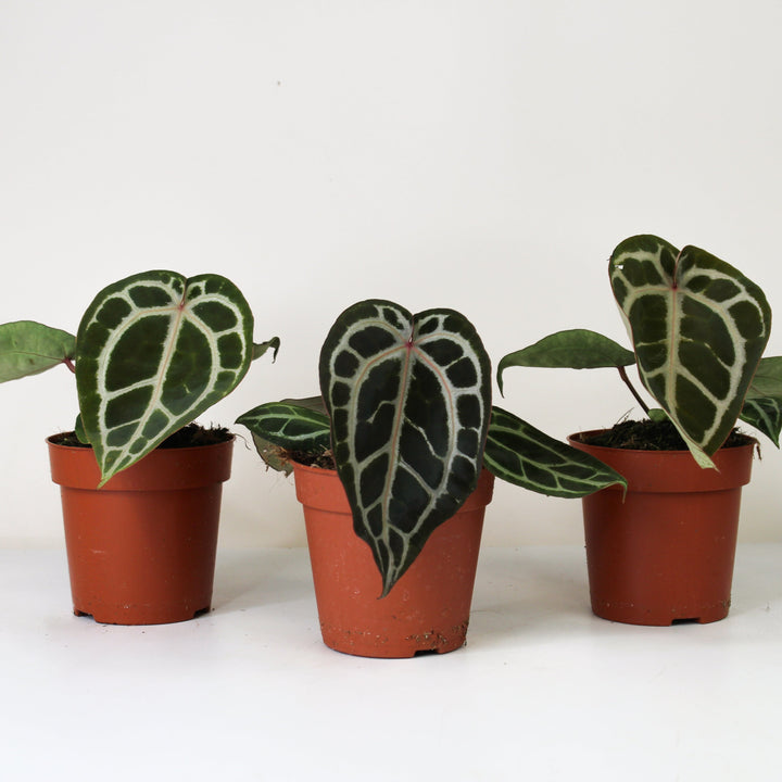 Anthurium Crystallinum x - Red Vein M Foliage Dreams