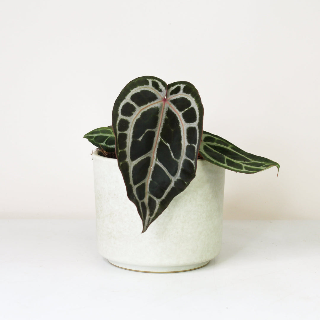 Anthurium Crystallinum x - Red Vein M Foliage Dreams