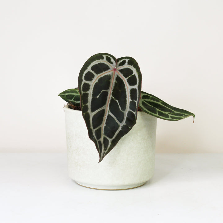 Anthurium Crystallinum x - Red Vein M Foliage Dreams