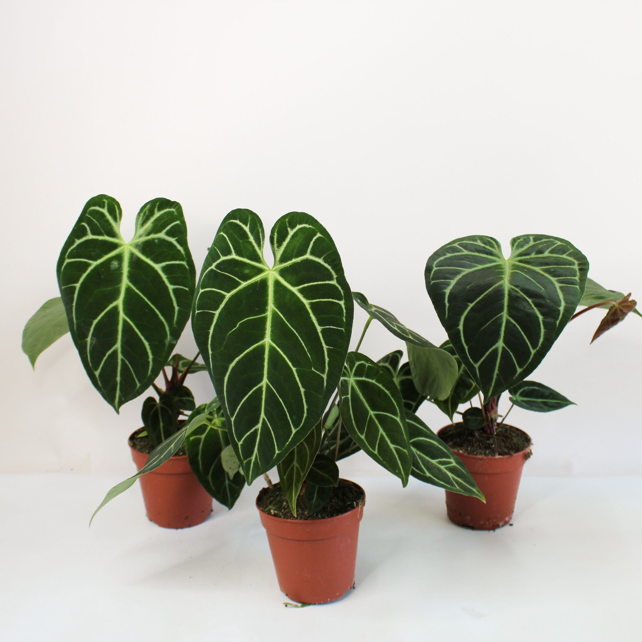 Anthurium Crystallinum X Regale – Foliage Dreams