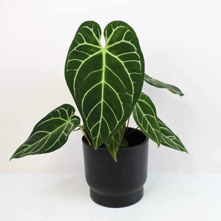 Anthurium Crystallinum X Regale Foliage Dreams