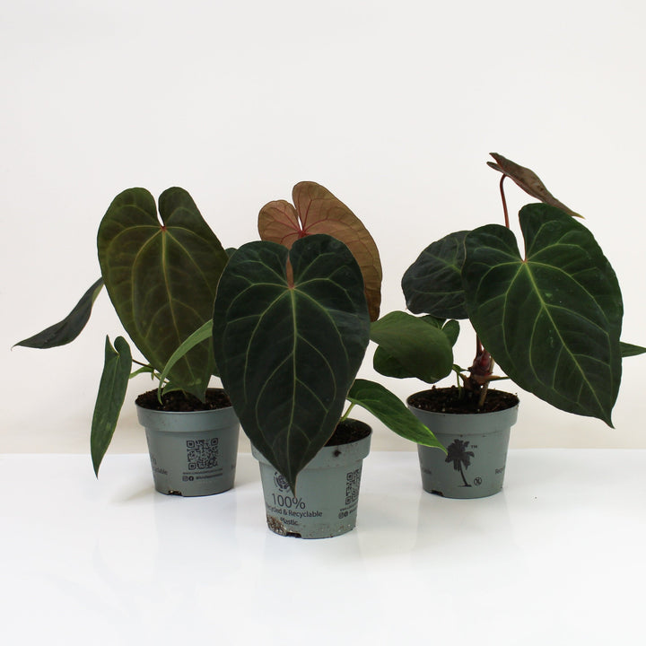 Anthurium Dark Phoenix M Foliage Dreams