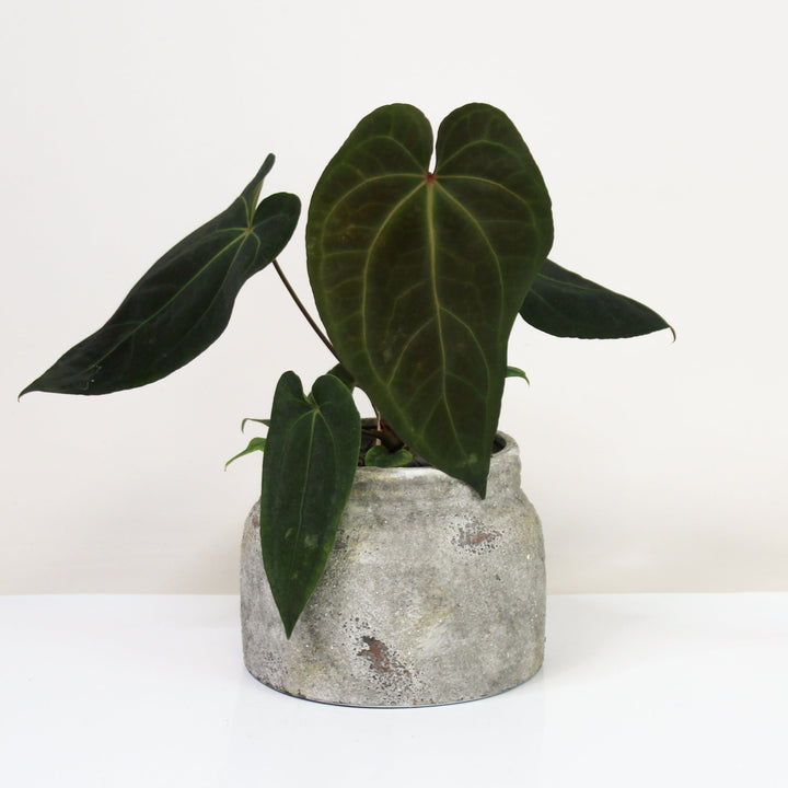Anthurium Dark Phoenix M Foliage Dreams