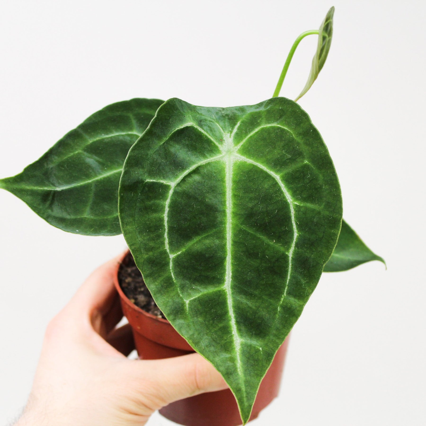 anthurium forgetii white stripes Anthurium Forgetii 'White Stripes' – Foliage Dreams