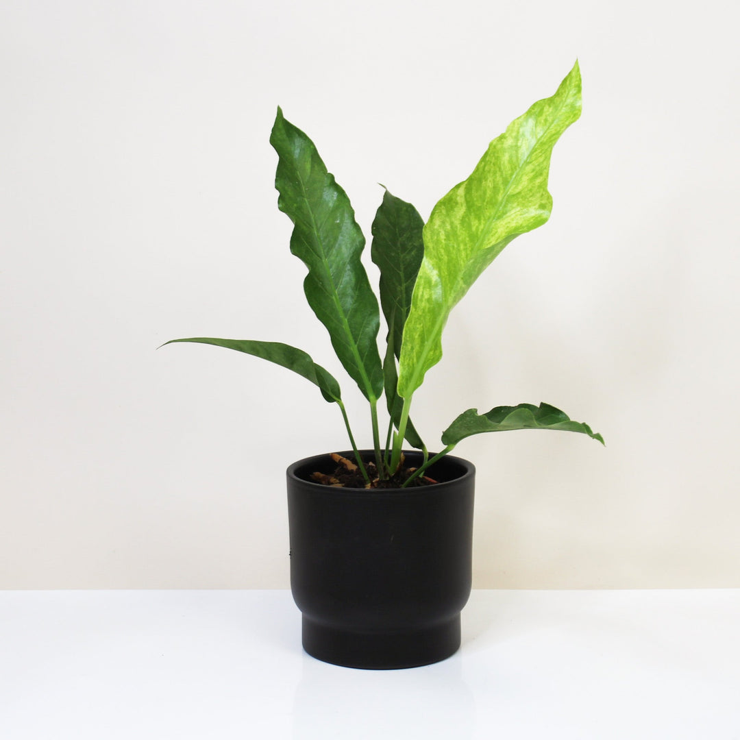 Anthurium Hookeri Variegata Foliage Dreams