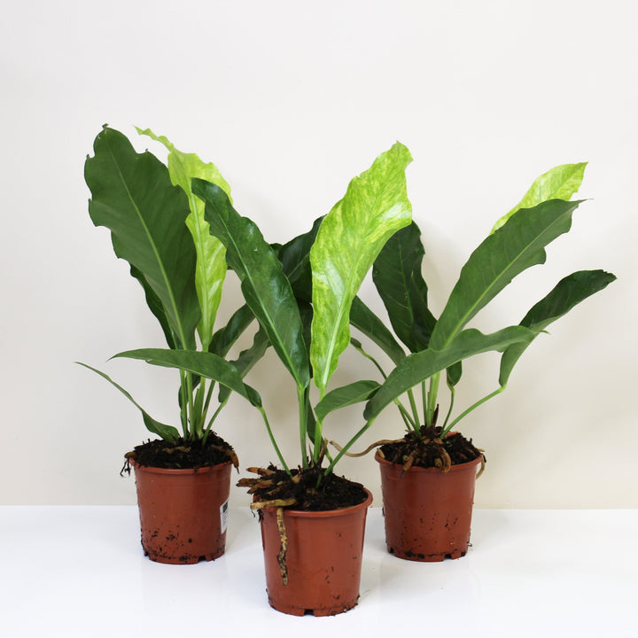 Anthurium Hookeri Variegata Foliage Dreams