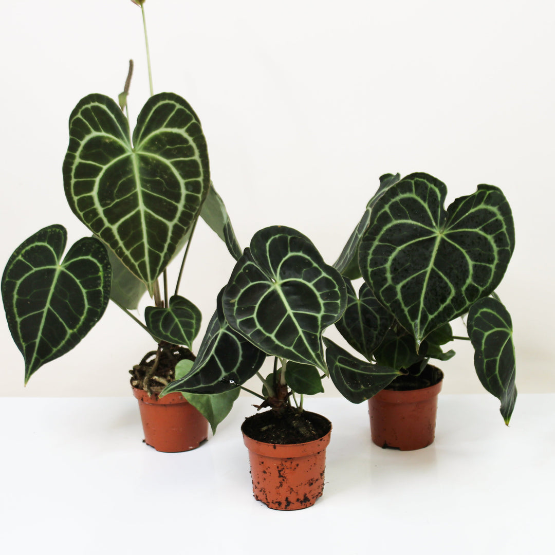 Anthurium King Of Clarinervium M Foliage Dreams