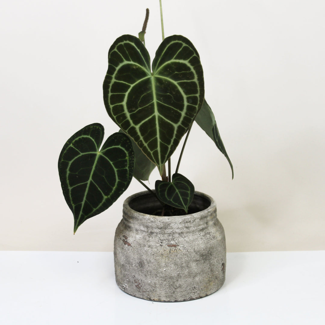 Anthurium King Of Clarinervium M Foliage Dreams