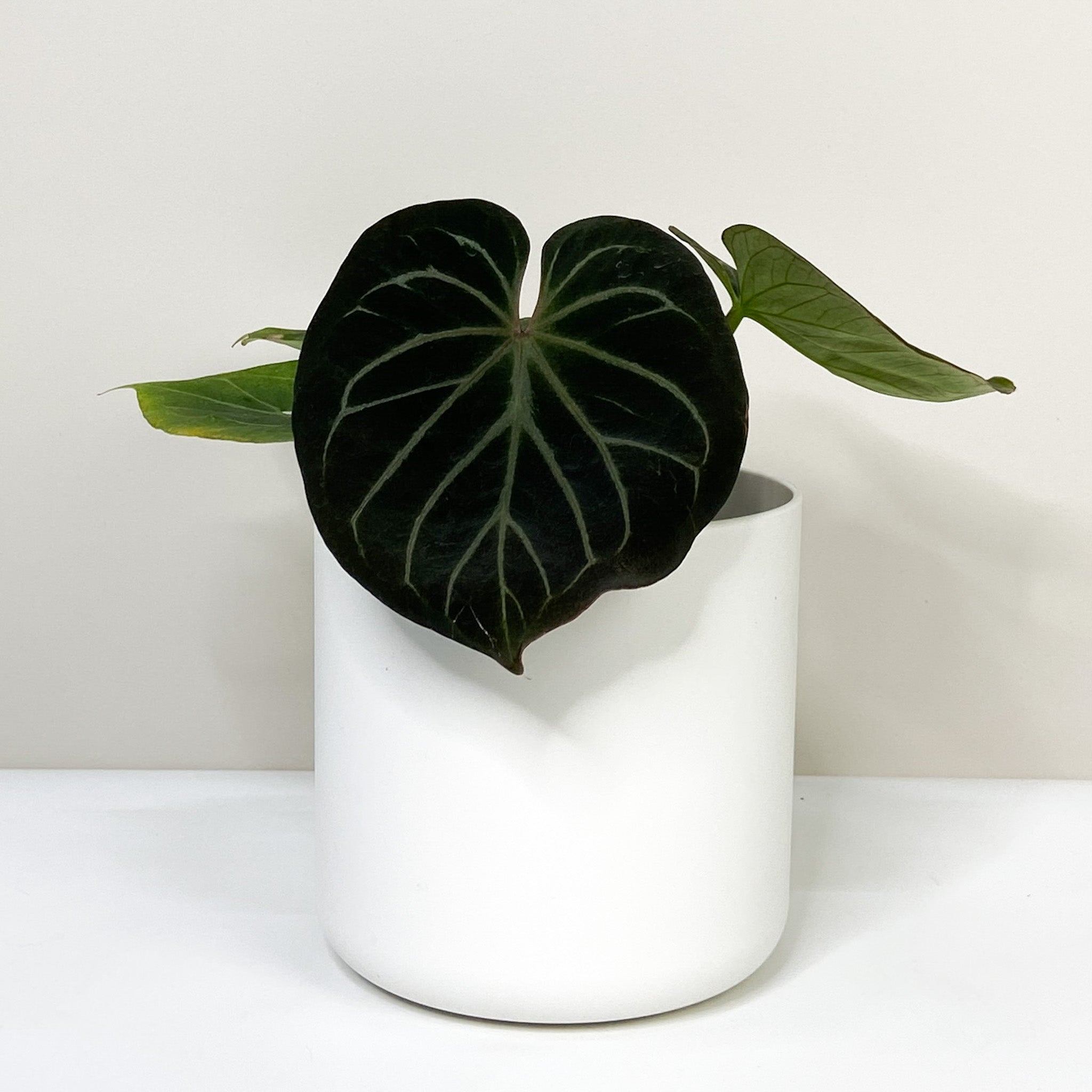 Anthurium King of Spades – Foliage Dreams