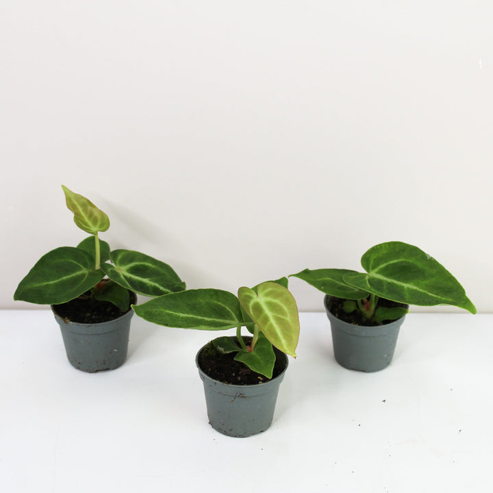 Anthurium Magnificum - Babypflanze Foliage Dreams