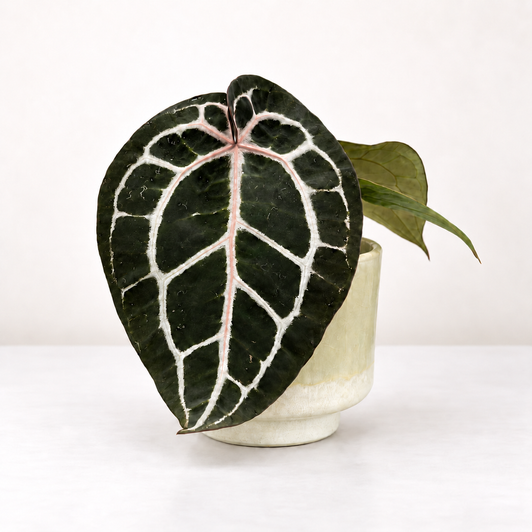 Anthurium Michelle M Foliage Dreams
