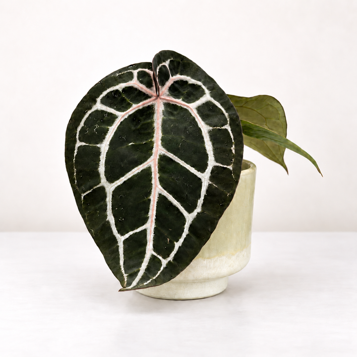 Anthurium Michelle M Foliage Dreams