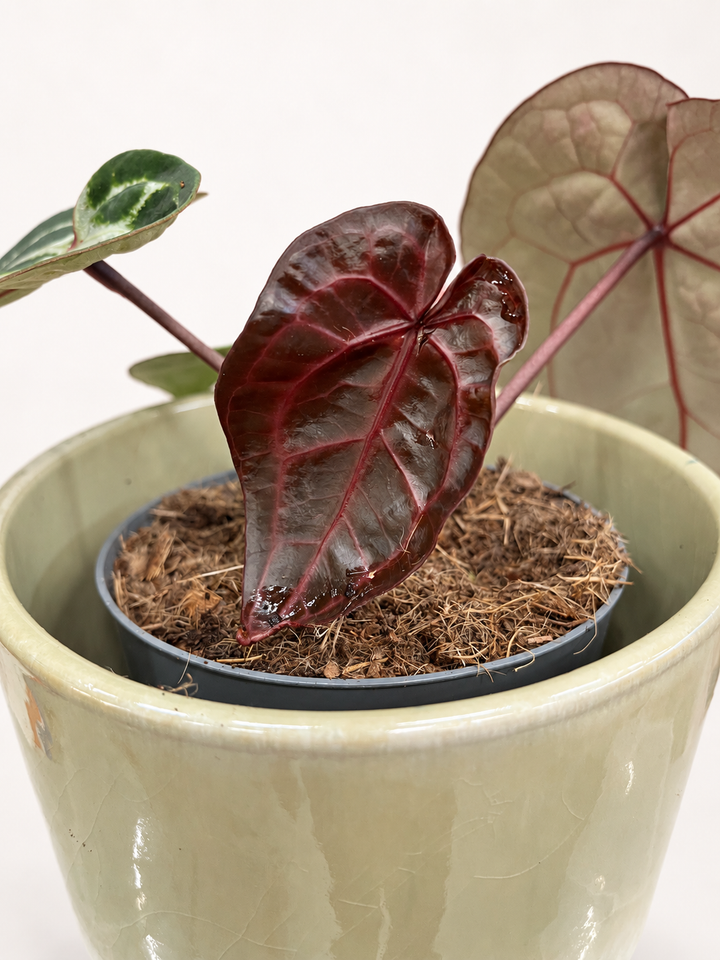 Anthurium Michelle M Foliage Dreams