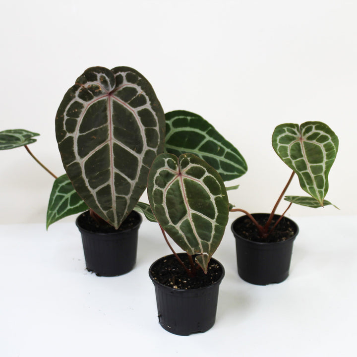 Anthurium Michelle x hybrid S Foliage Dreams