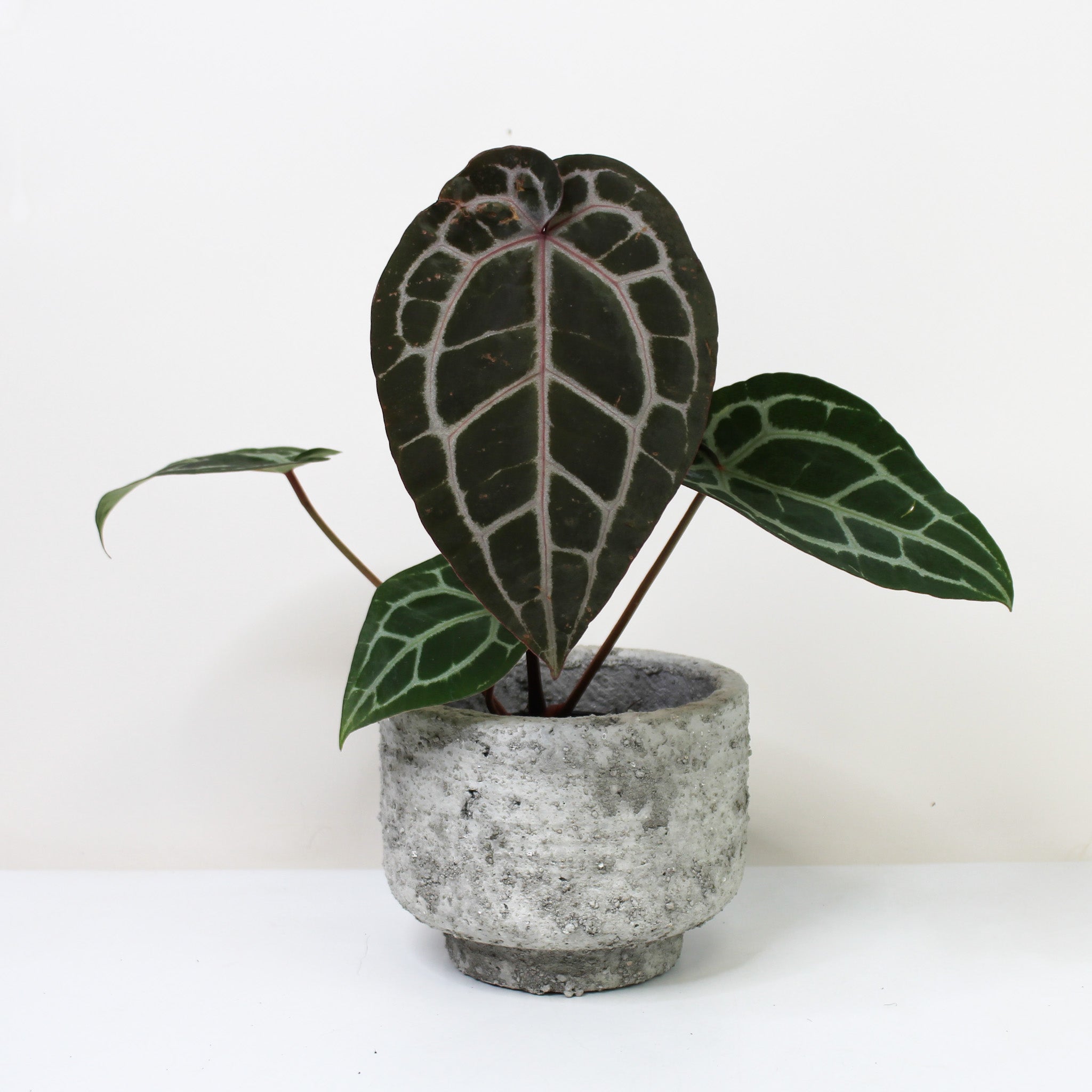 Anthurium Michelle – Foliage Dreams
