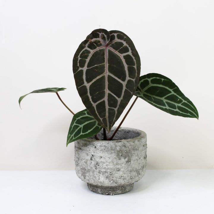 Anthurium Michelle x hybrid S Foliage Dreams