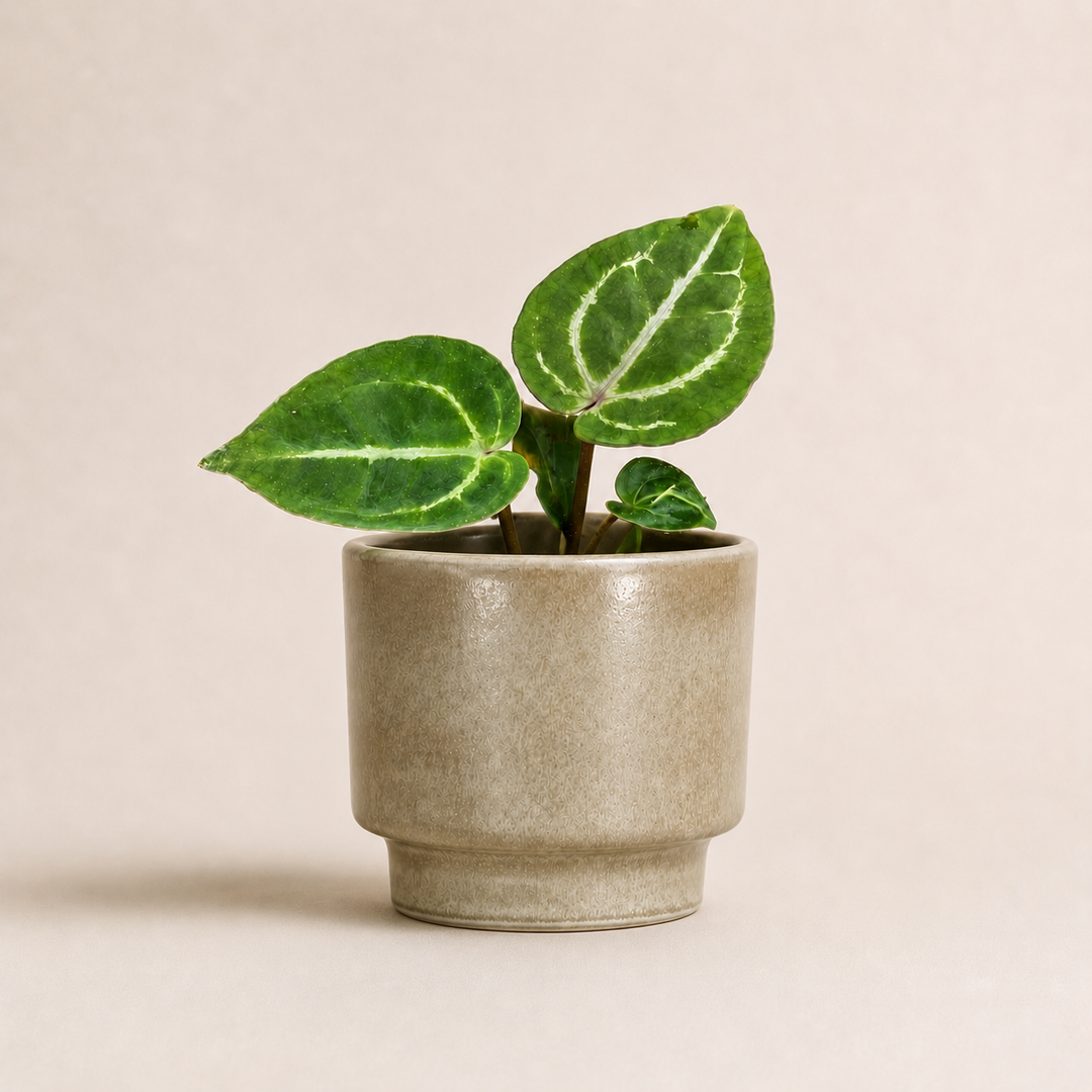 Anthurium Michelle X (zara X Michelle) S Foliage Dreams