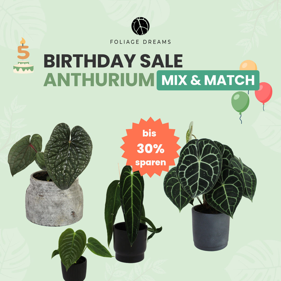 Anthurium Mix&Match Foliage Dreams