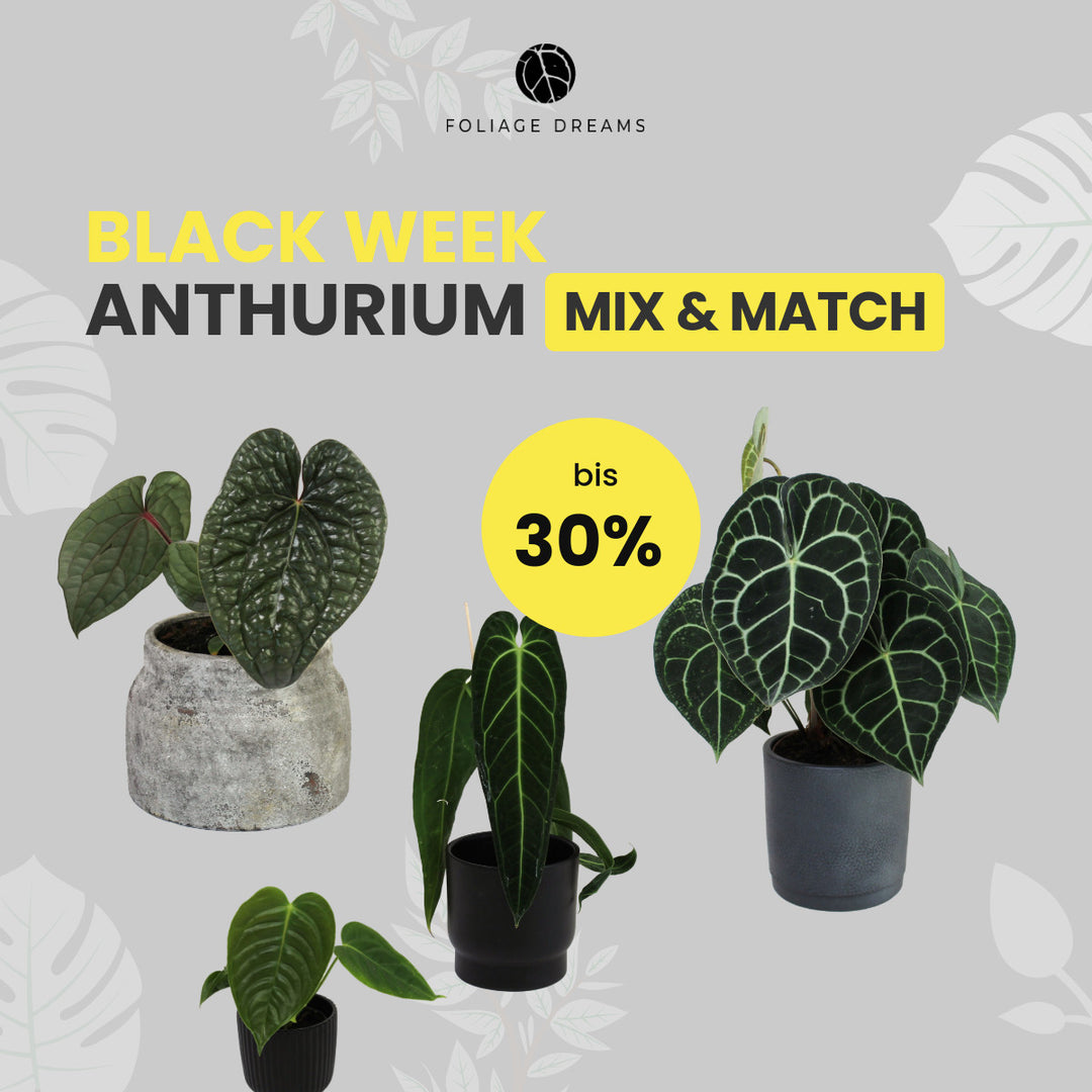 Anthurium Mix&Match Foliage Dreams