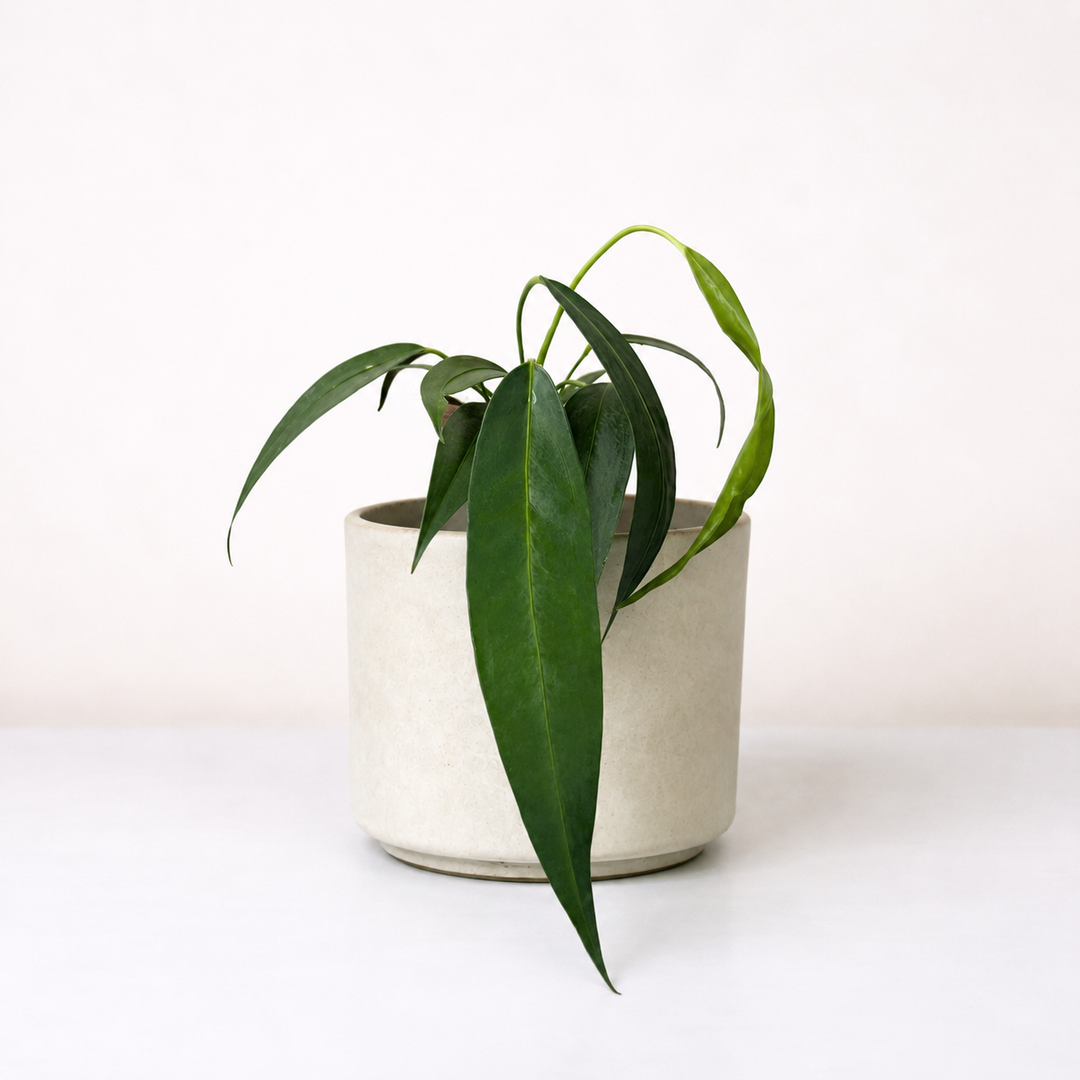 Anthurium Pallidiflorum Foliage Dreams