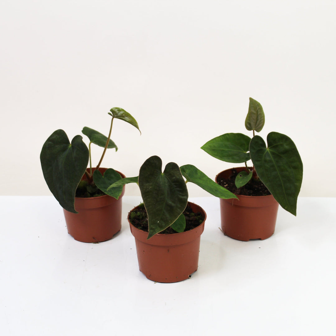 Anthurium Papillilaminum x Dressleri S Foliage Dreams