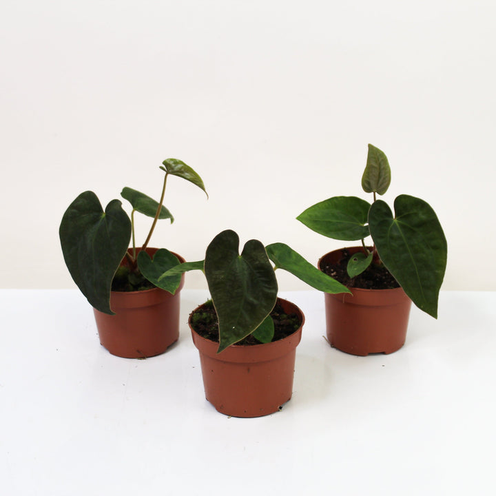 Anthurium Papillilaminum x Dressleri S Foliage Dreams