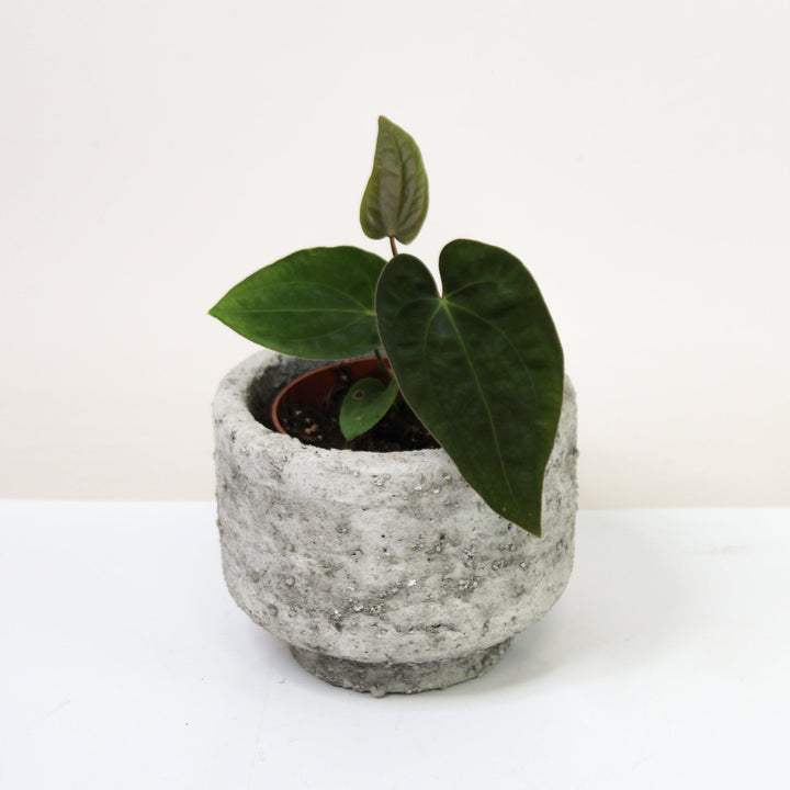Anthurium Papillilaminum x Dressleri S Foliage Dreams