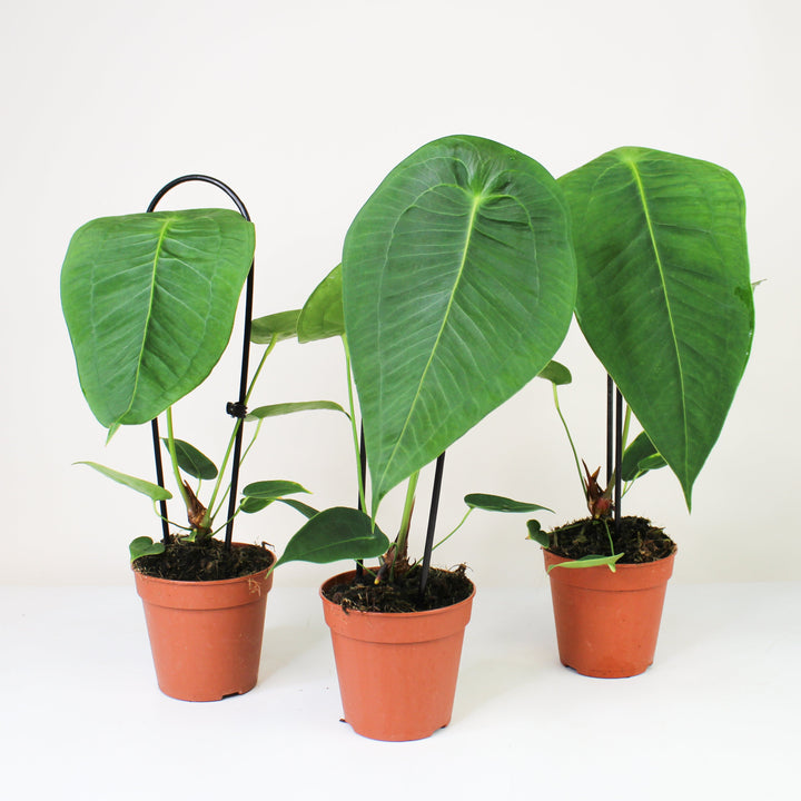 Anthurium Peltigerum M Foliage Dreams
