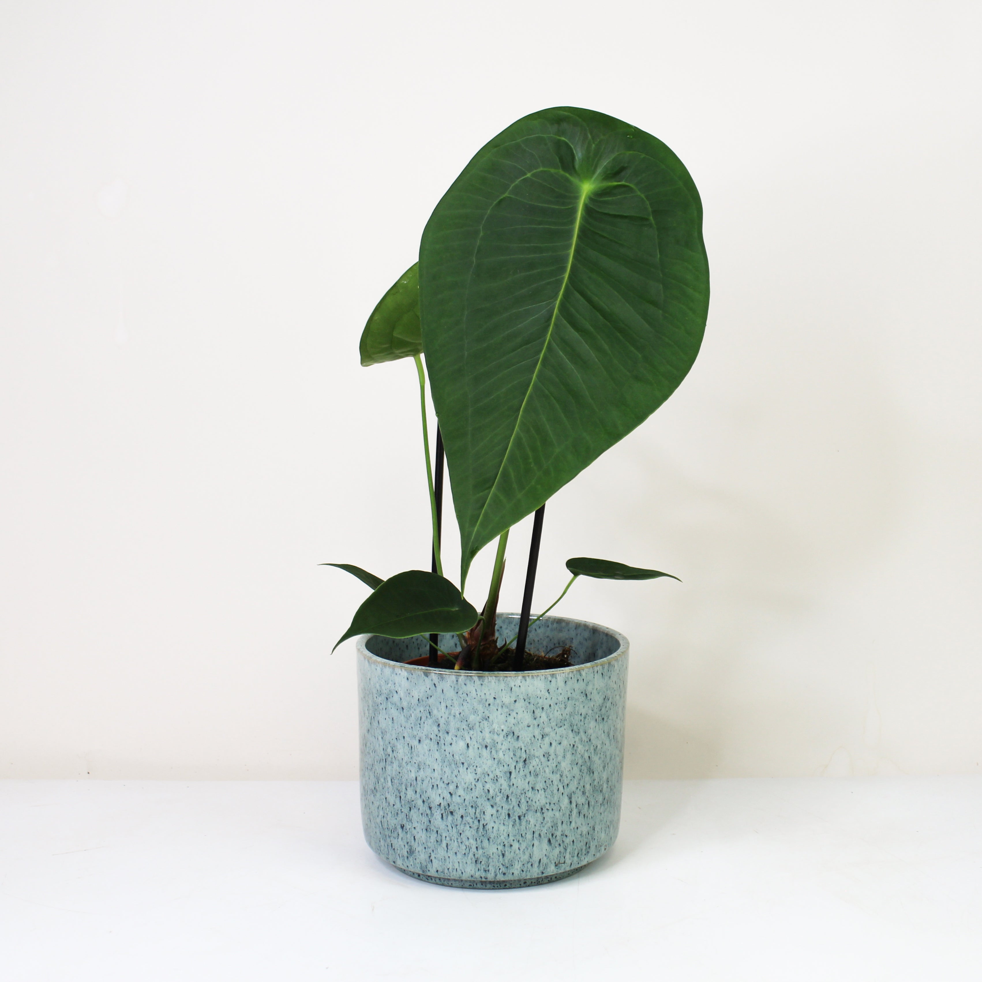 Anthurium Peltigerum – Foliage Dreams