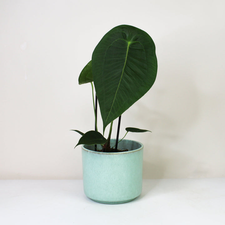 Anthurium Peltigerum M Foliage Dreams