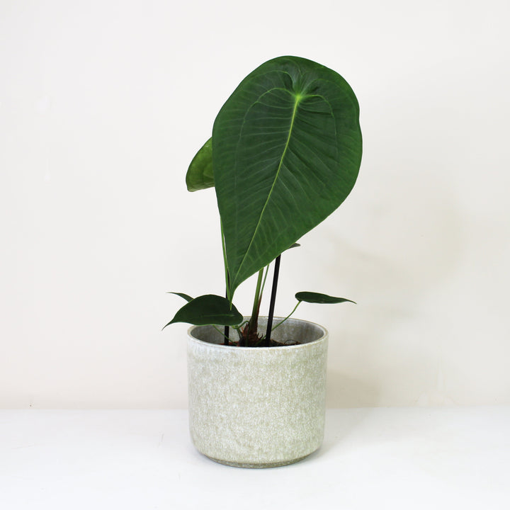 Anthurium Peltigerum M Foliage Dreams