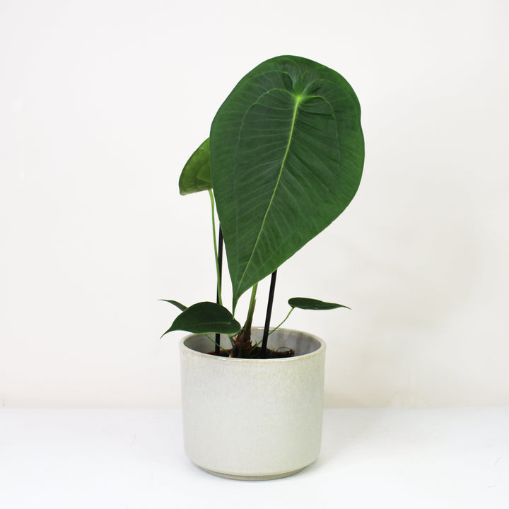 Anthurium Peltigerum M Foliage Dreams