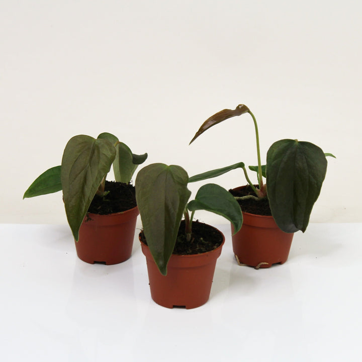 Anthurium Queen of Hearts - Babypflanze Foliage Dreams